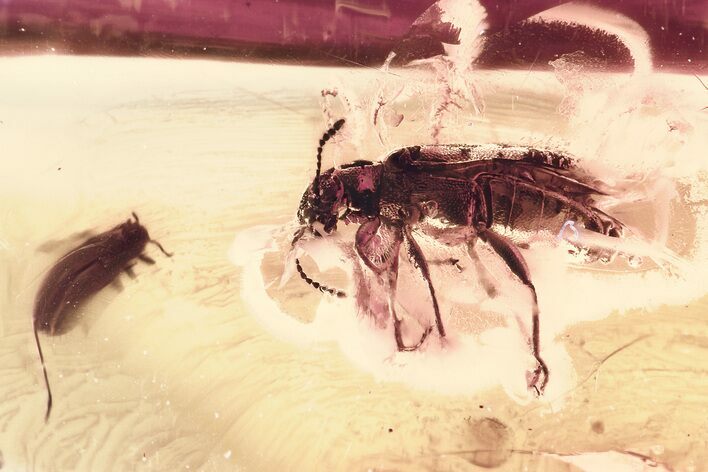 Detailed Fossil Beetle and Spiny Aphid Nymph in Baltic Amber #357750